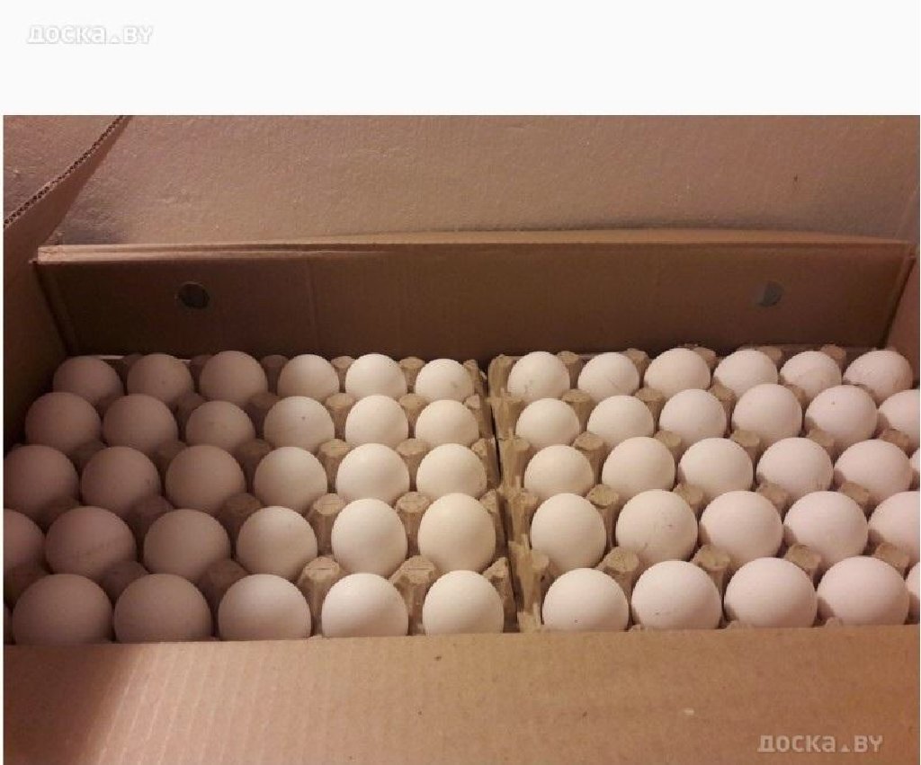 Авито яйцо бройлера. Инкубационное яйцо бройлера Кобб 500. Инкубационное яйцо Кобб 500. Инкубационное яйцо бройлера Росс 308. Кобб 700 инкубационное яйцо.
