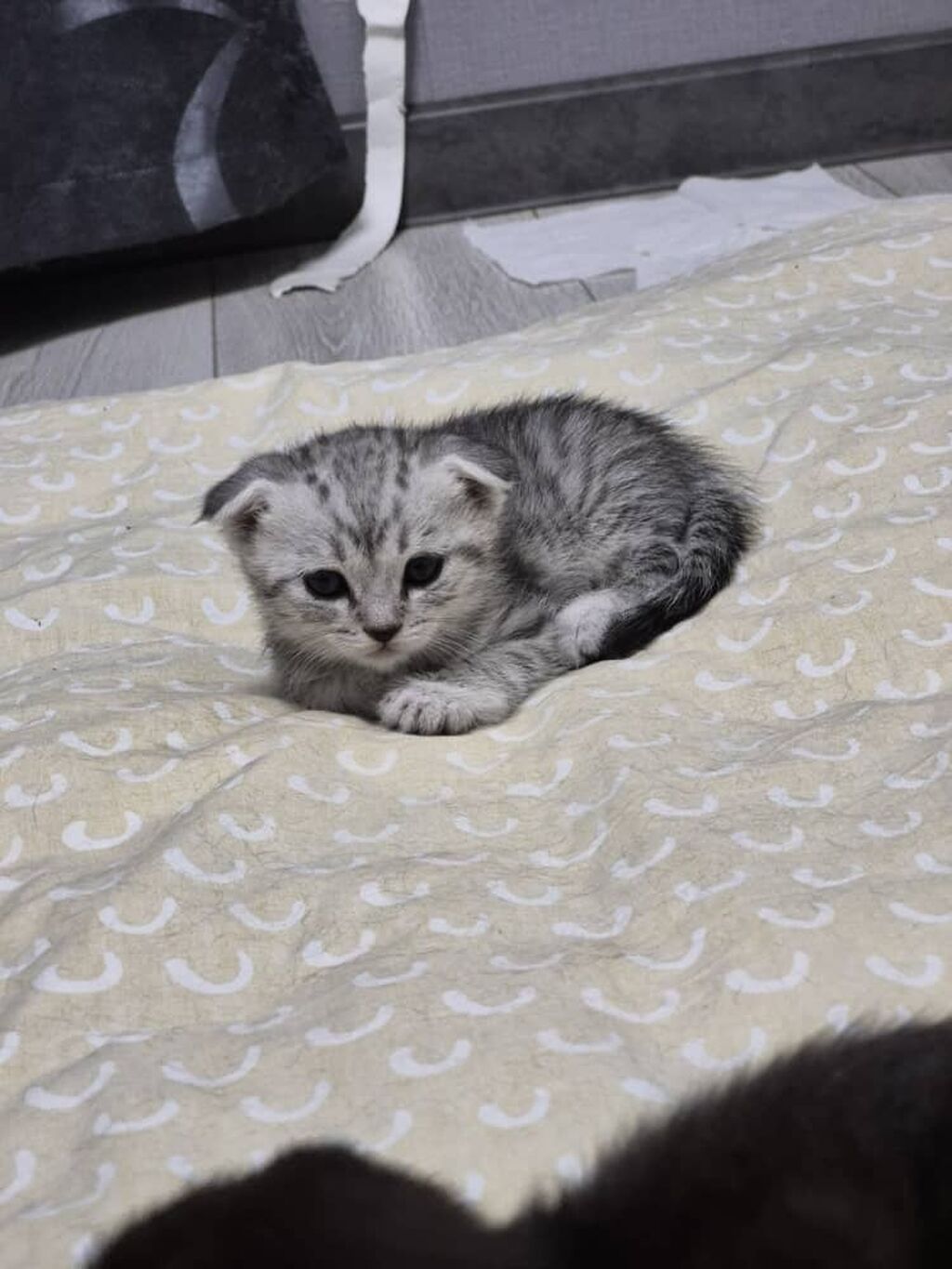 Отдаем бесплатно Шотландские вислоухие котята — фото 8