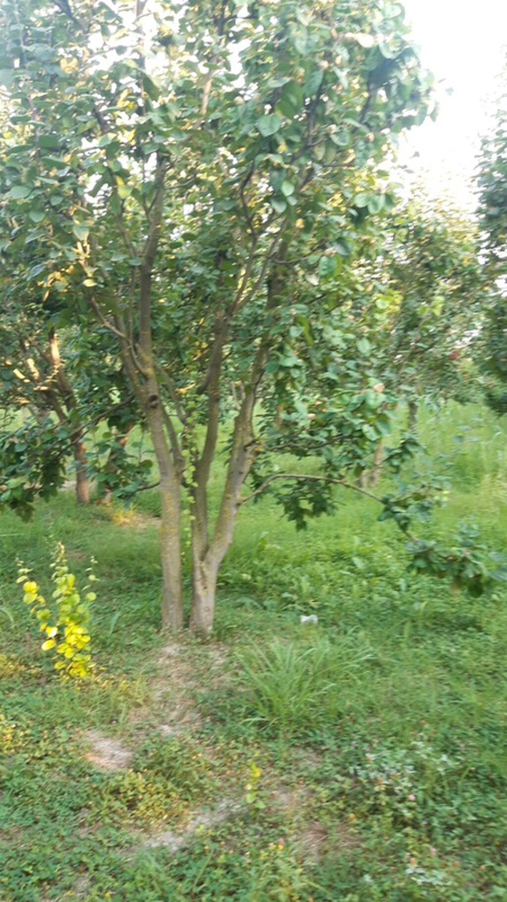300 sot, Biznes üçün, Mülkiyyətçi, Kupça (Çıxarış)