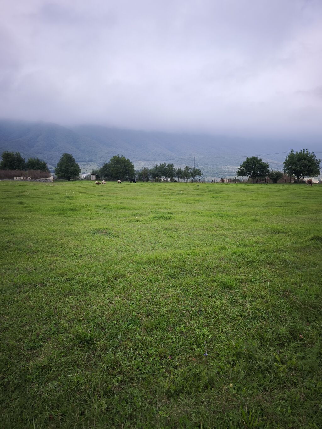 17 sot, Kənd təsərrüfatı, Mülkiyyətçi, Kupça (Çıxarış)