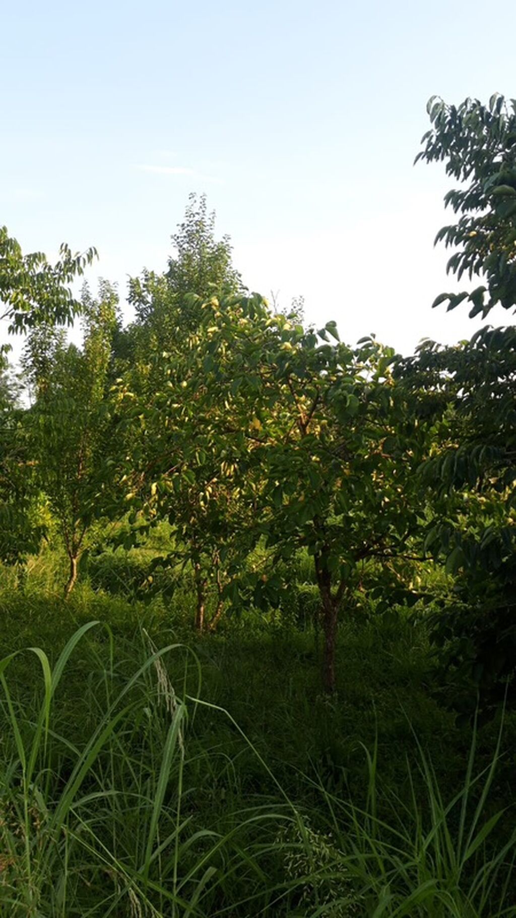300 sot, Biznes üçün, Mülkiyyətçi, Kupça (Çıxarış)