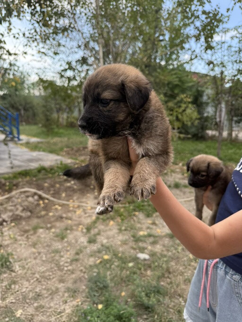 Щенята ищут добрых хозяев! Девочка и мальчик 1 месяц!: фото 3