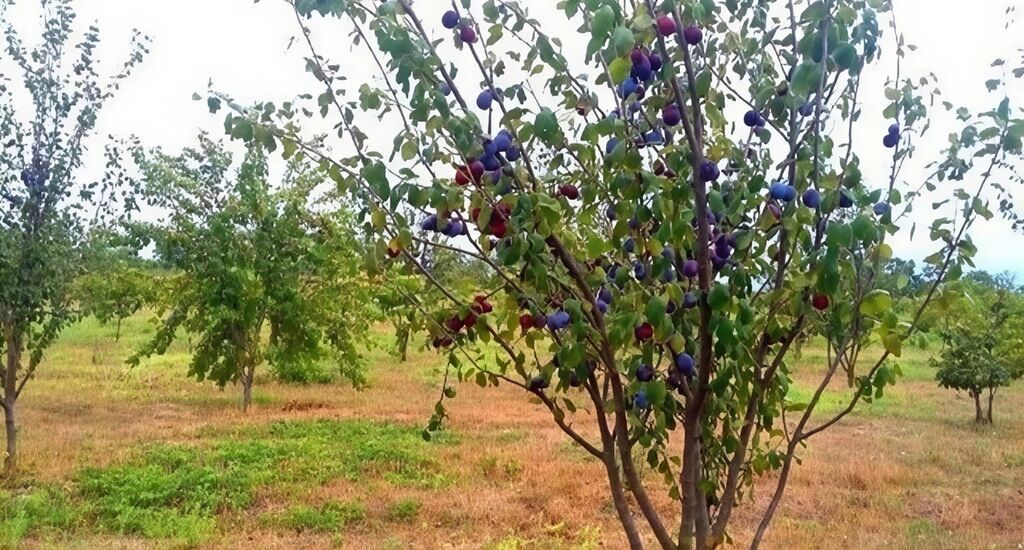 180 sot, Kənd təsərrüfatı, Kupça (Çıxarış)