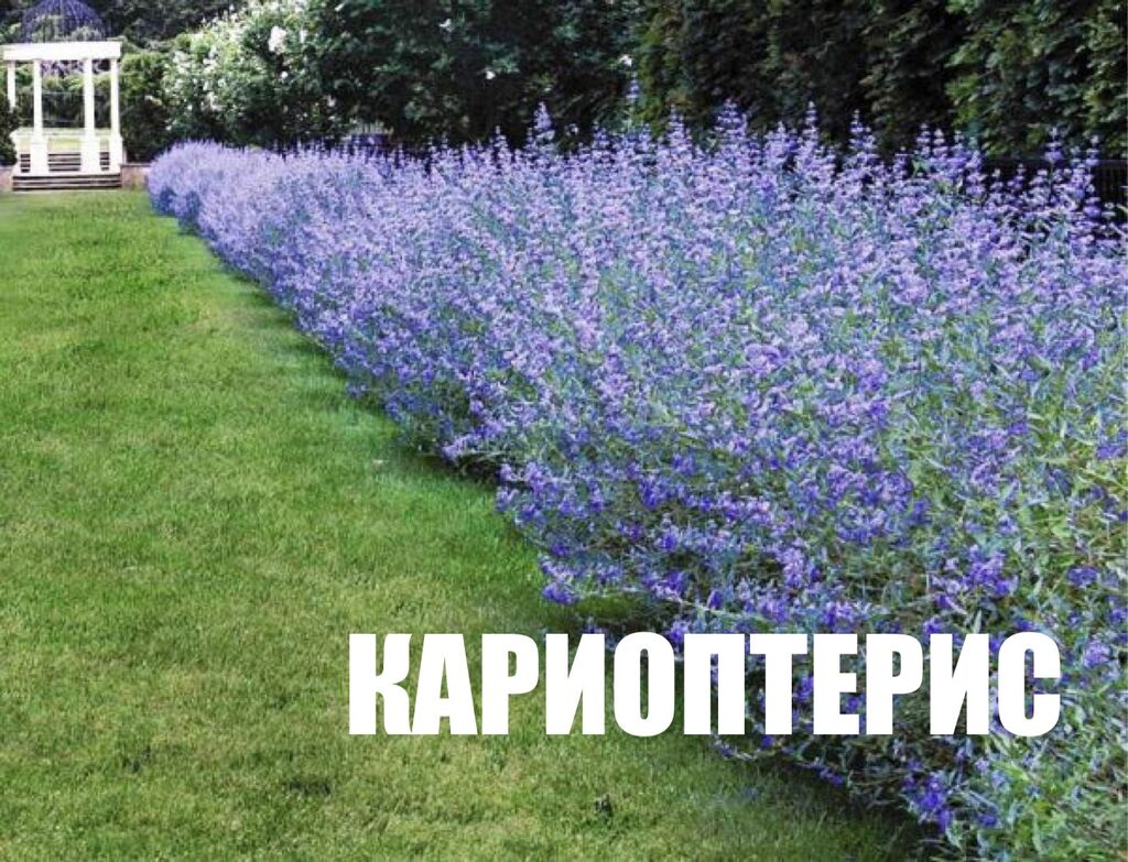 Шикарный многолетник с синими цветками Идеи озеленения, Цветоводство, Дизайн озе