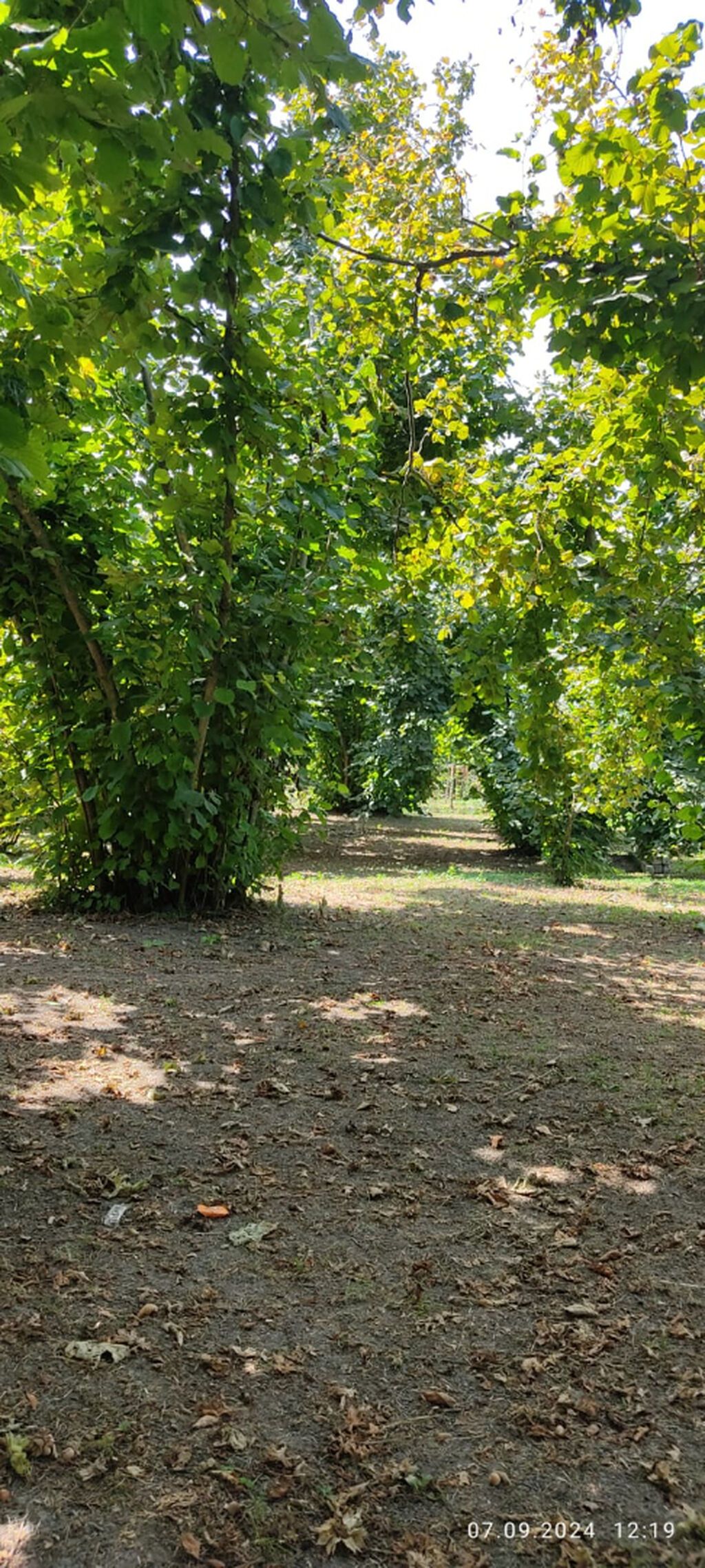 80 sot, Kənd təsərrüfatı, Mülkiyyətçi, Kupça (Çıxarış)