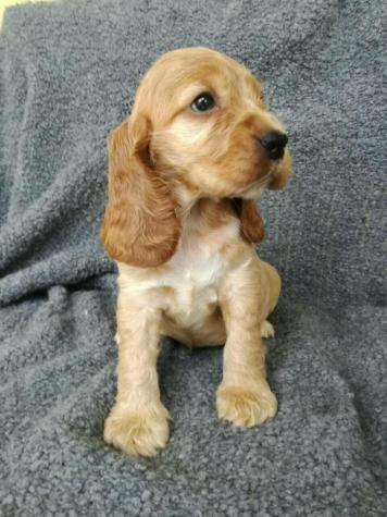 Για σκύλους: Cocker Spaniel ΑΓΓΛΙΚΟ ΚΟΚΕΡ ΣΠΑΝΙΕΛ σε lalafo.gr Cocker Spaniel ΑΓΓΛΙΚΟ ΚΟΚΕΡ ΣΠΑΝΙΕΛ σε Αθήνα