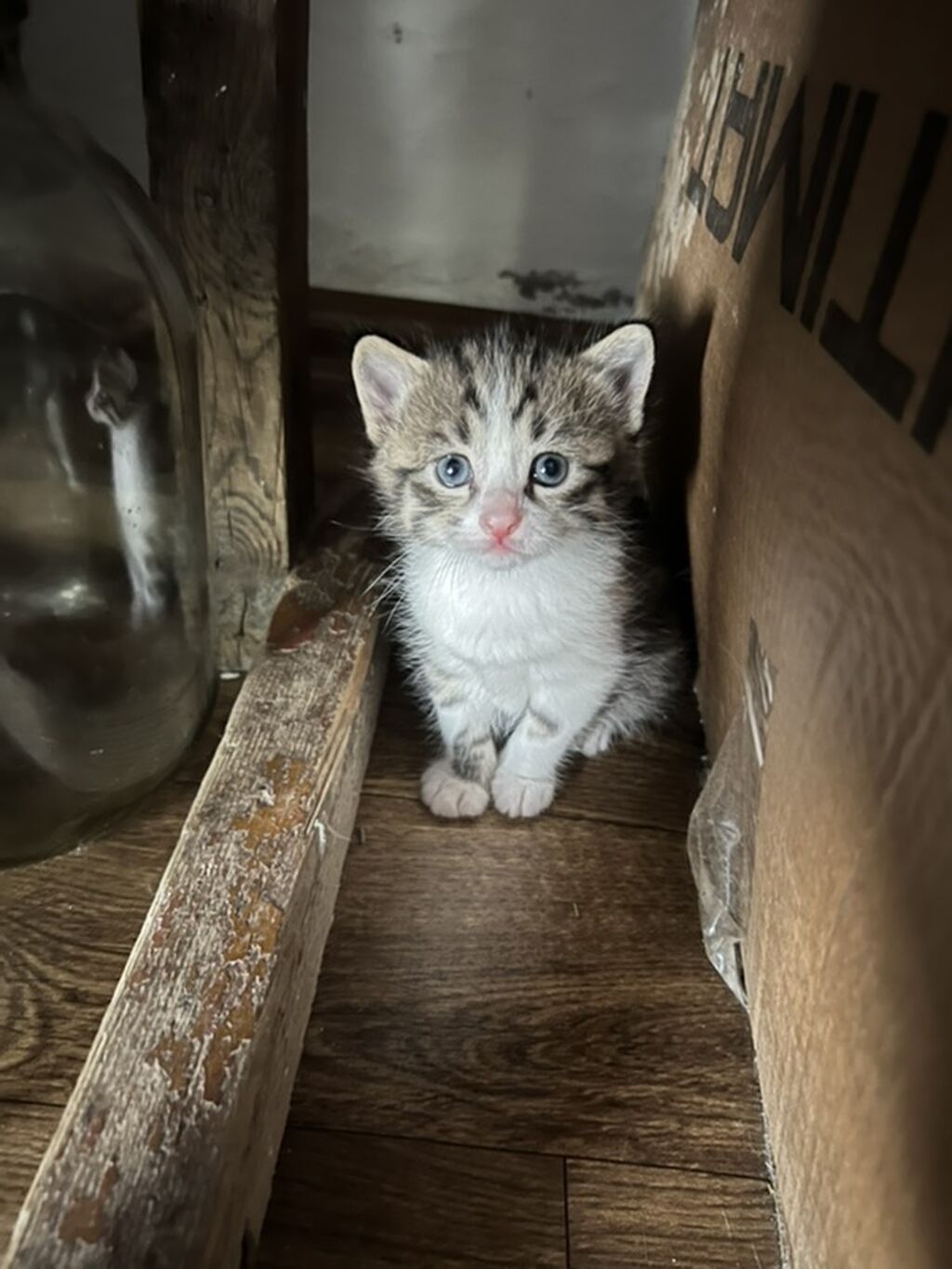 Котята от домашней кошки - Описание: пушистые малыши с голубыми: фото 4