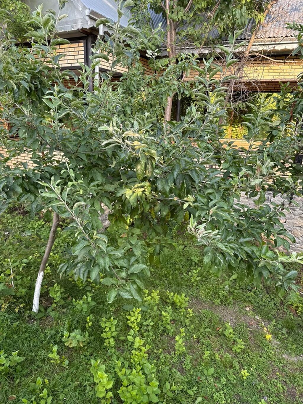 İsmayıllı, Xanagah kəndində hovuzlu 3 otaqlı günlük ev kirayə verilir