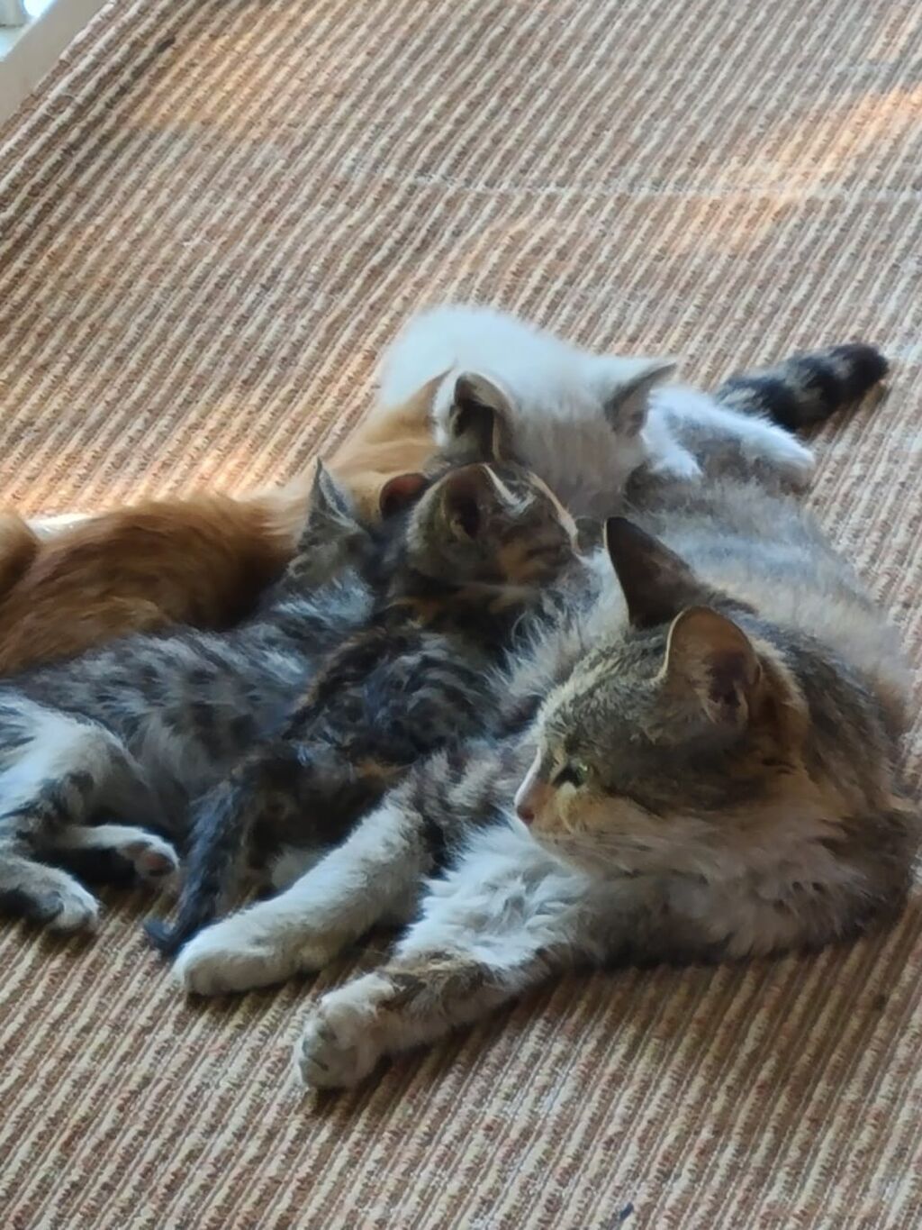 Котята от домашней кошки - Помёт разноцветных котят: есть трёхцветные — фото 4