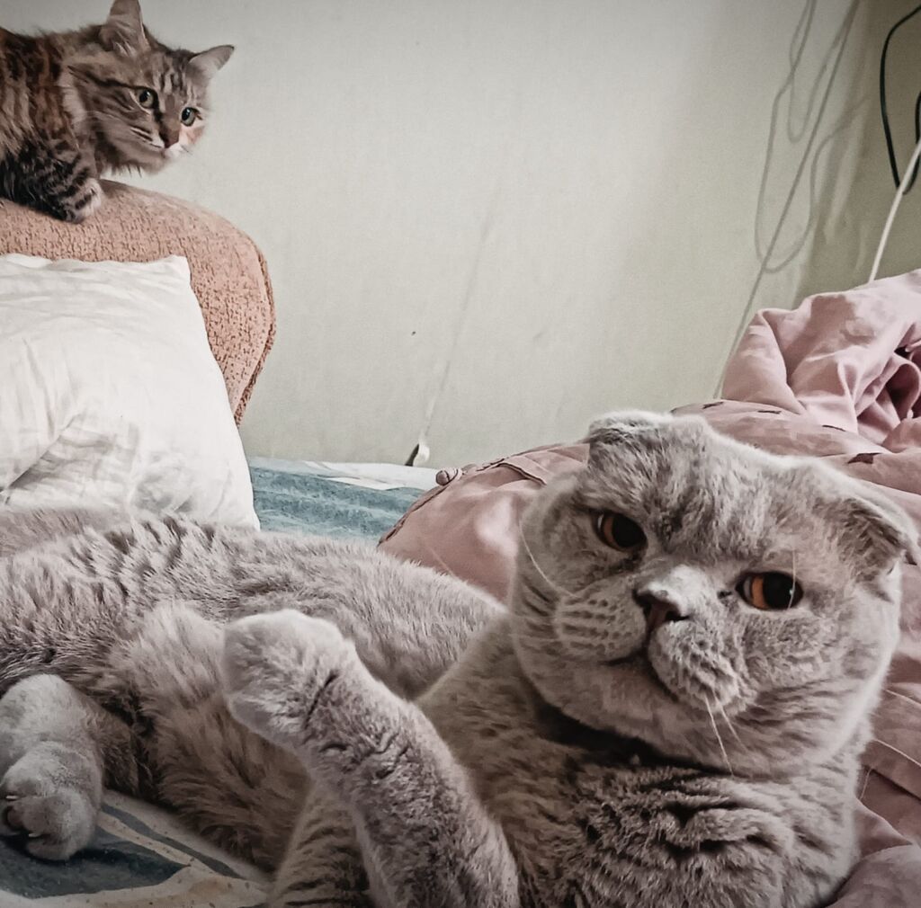 Шотландская вислоухая кошка (Scottish Fold), окрас — лиловый Пропал: фото 2