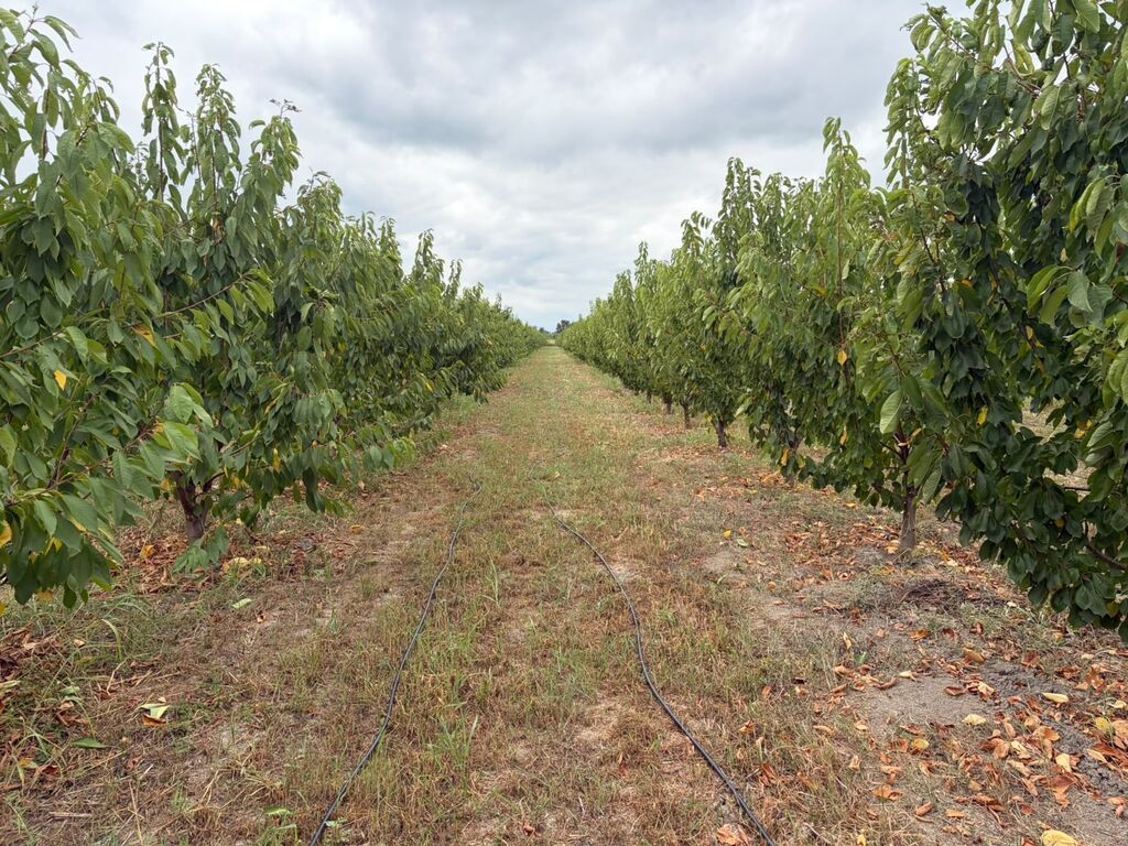 Kənd təsərrüfatı