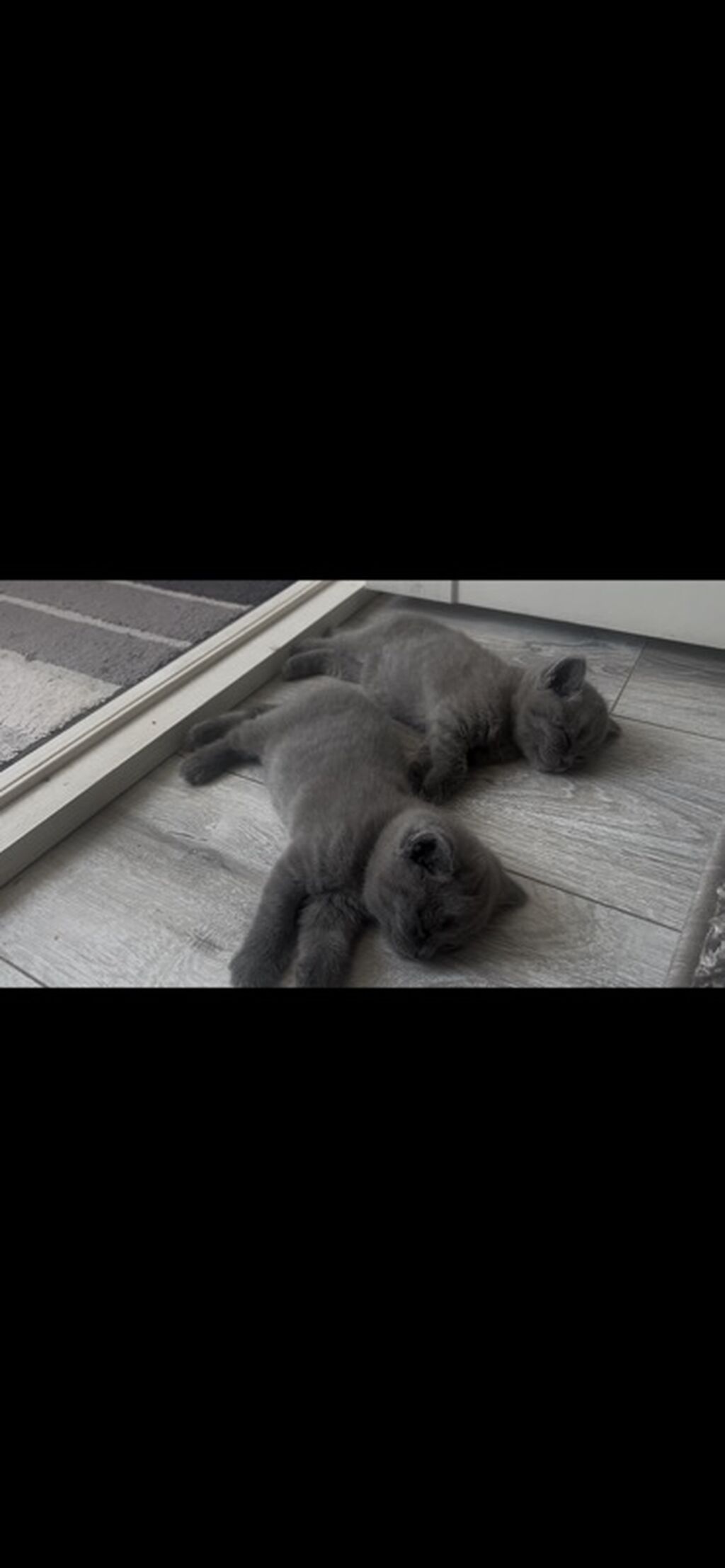 Британские короткошёрстные котята, окрас сплошной голубой (blue). -: фото 1