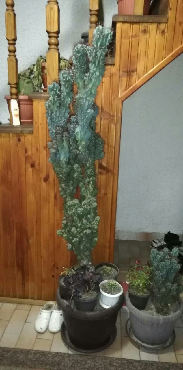 Cactus: na lalafo.rs - Kragujevac
