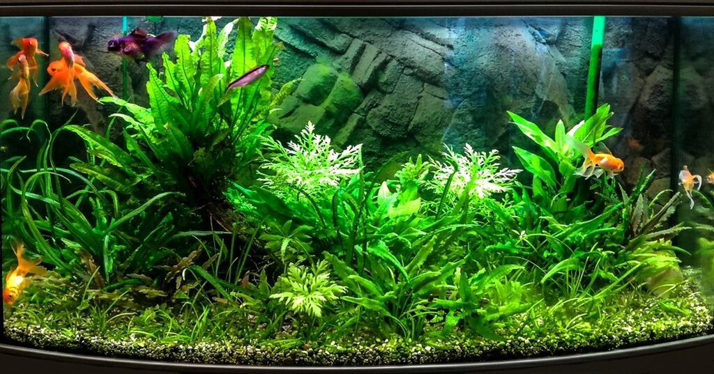 Pin by Hank on Aquarium Aquarium landscape, Aquascape, Aquascape aquarium
