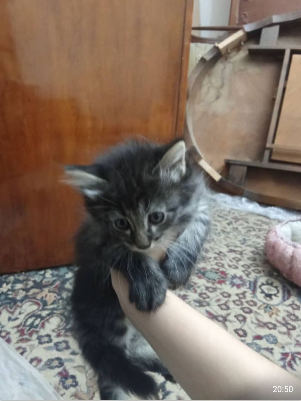 Пушистые котята, приучены к лотку: фото 2