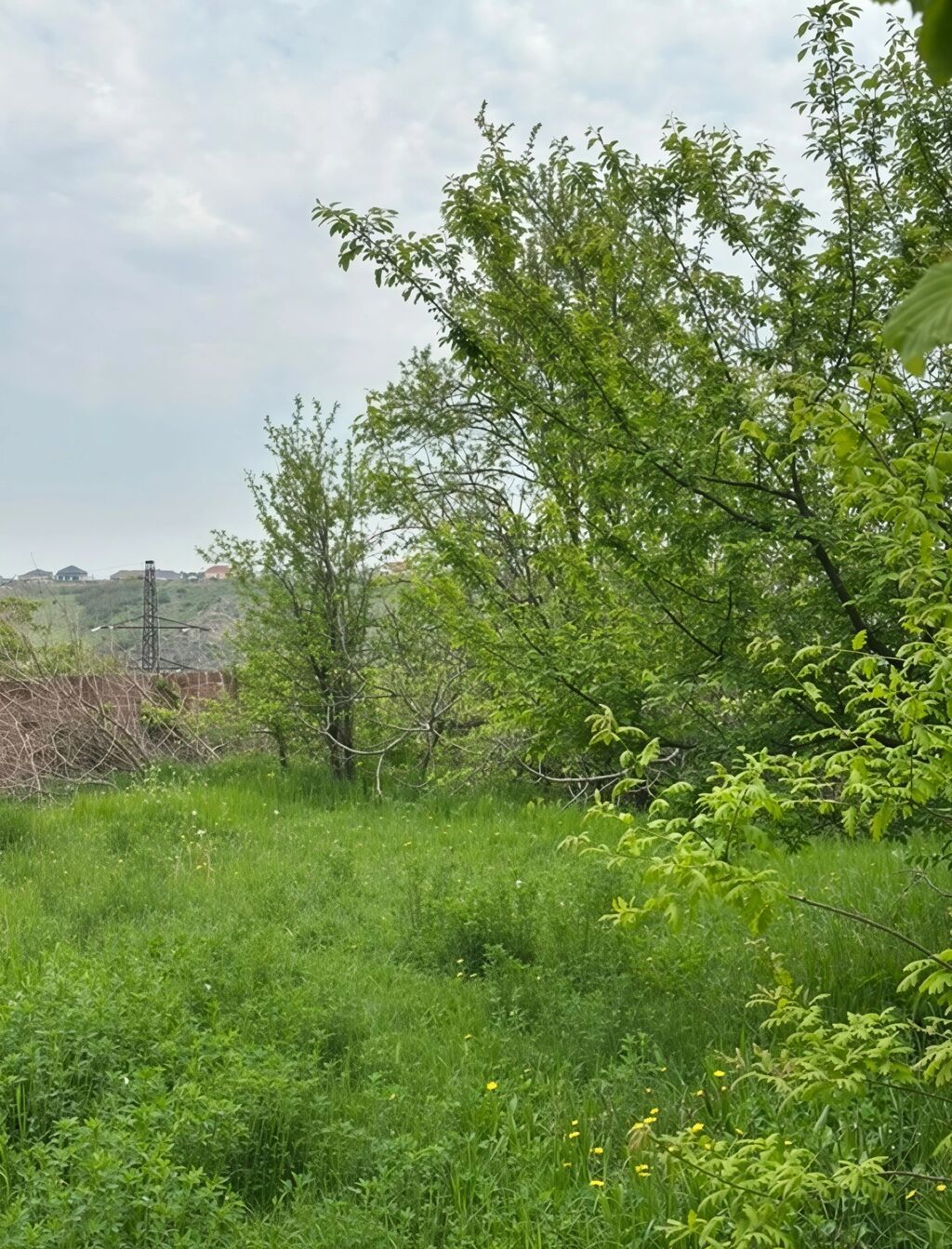 31 sot, Tikinti, Mülkiyyətçi, Kupça (Çıxarış)