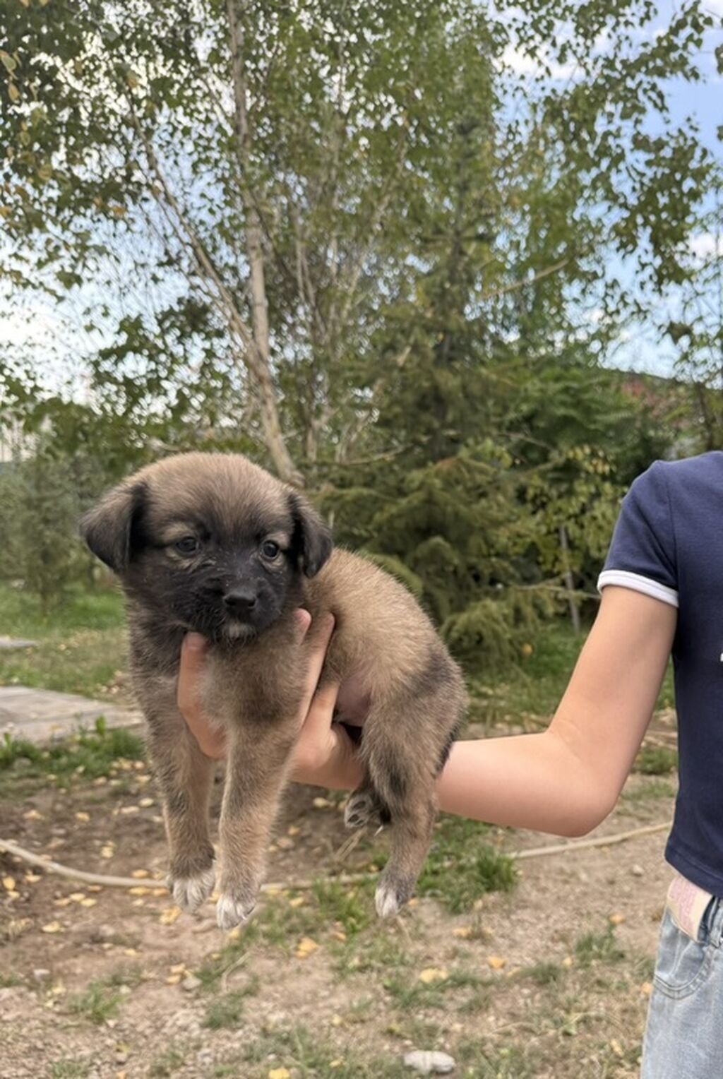Щенята ищут добрых хозяев! Девочка и мальчик 1 месяц!: фото 5