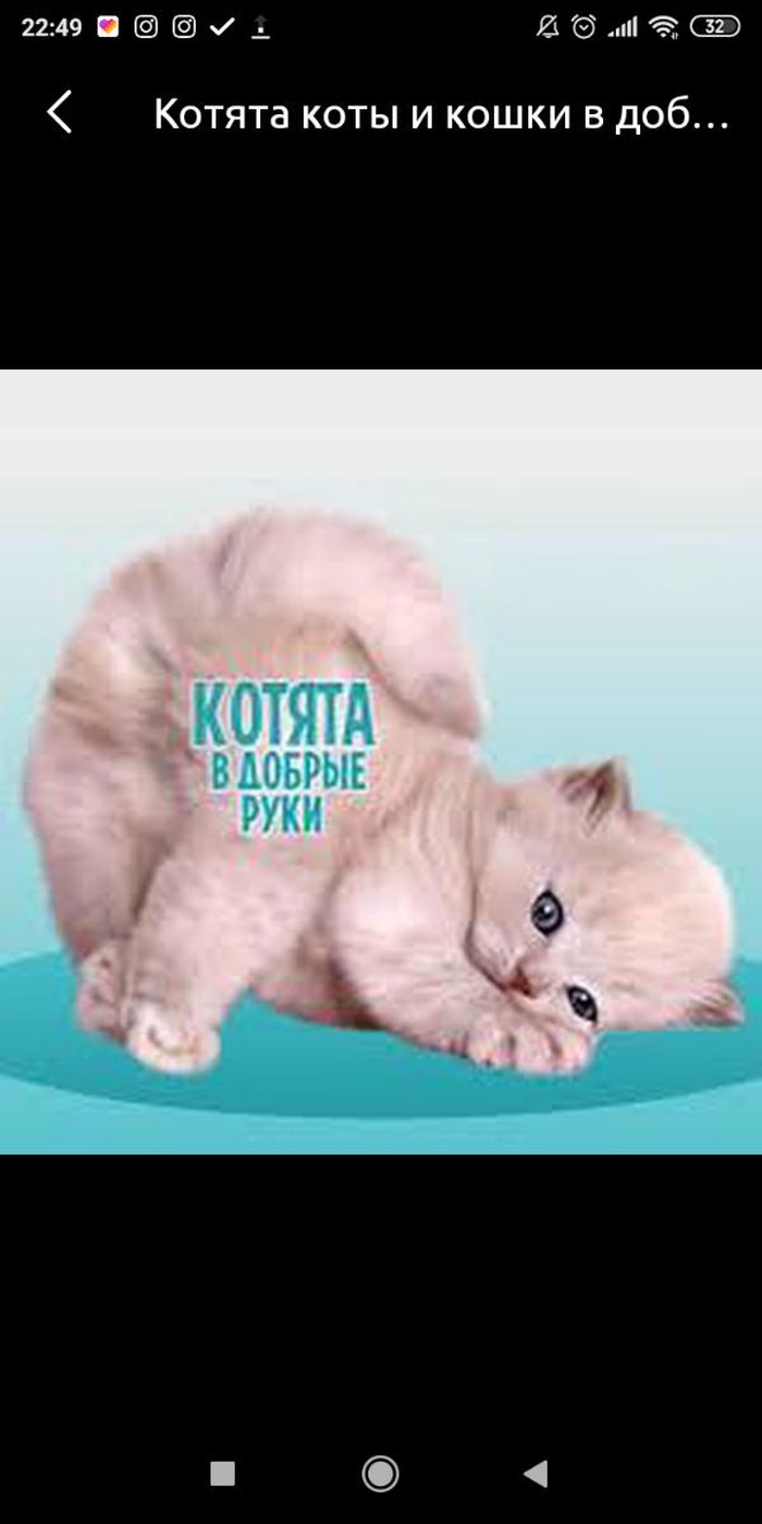 Cats: Коты кошки котята on lalafo.com.np Коты кошки котята in Токмак