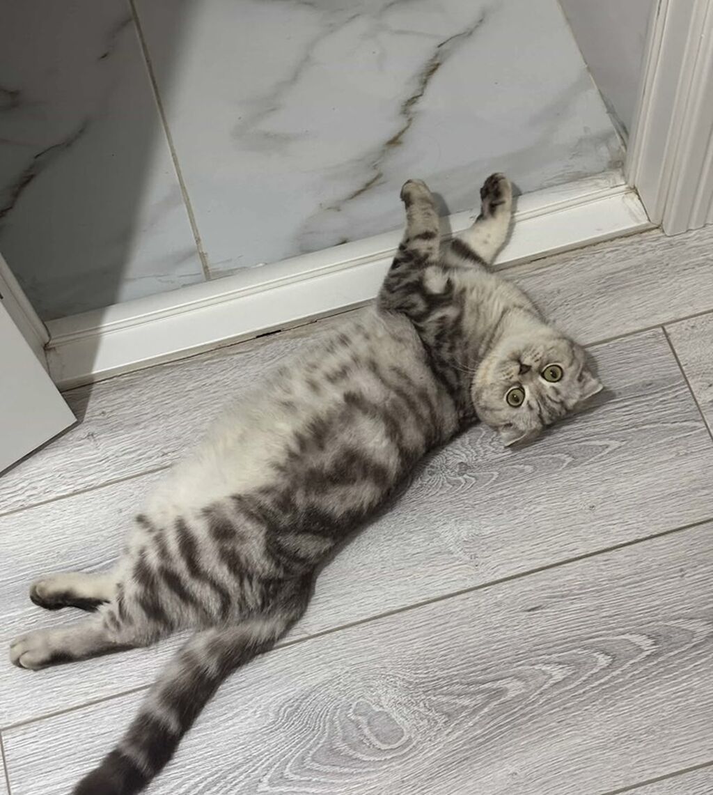 Шотландская вислоухая кошка, 1 год, даром: фото 2