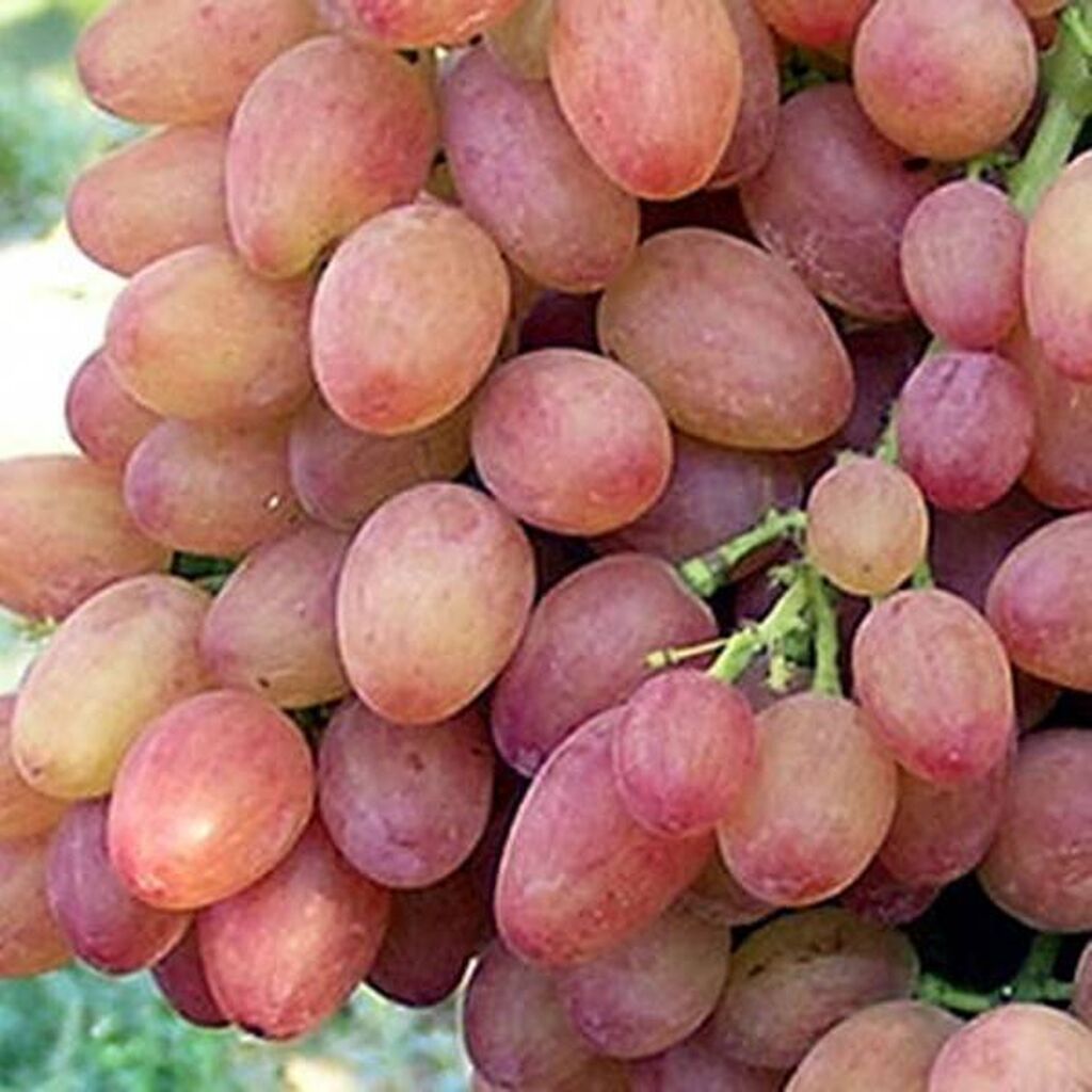 виноград преображение отзывы фото