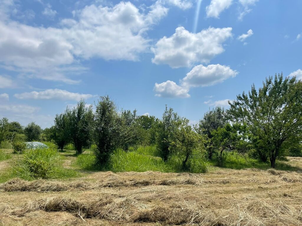 80 sot, Tikinti, Mülkiyyətçi, Kupça (Çıxarış)