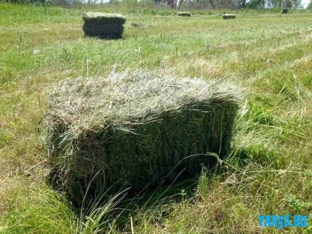 Ищу сено. Сено Луговое разнотравие тюки. Сено тюкованное / 1 тюк = 20 кг. Тюк сена прп 150. Сено (Клевер+люцерна) 1 тюк.