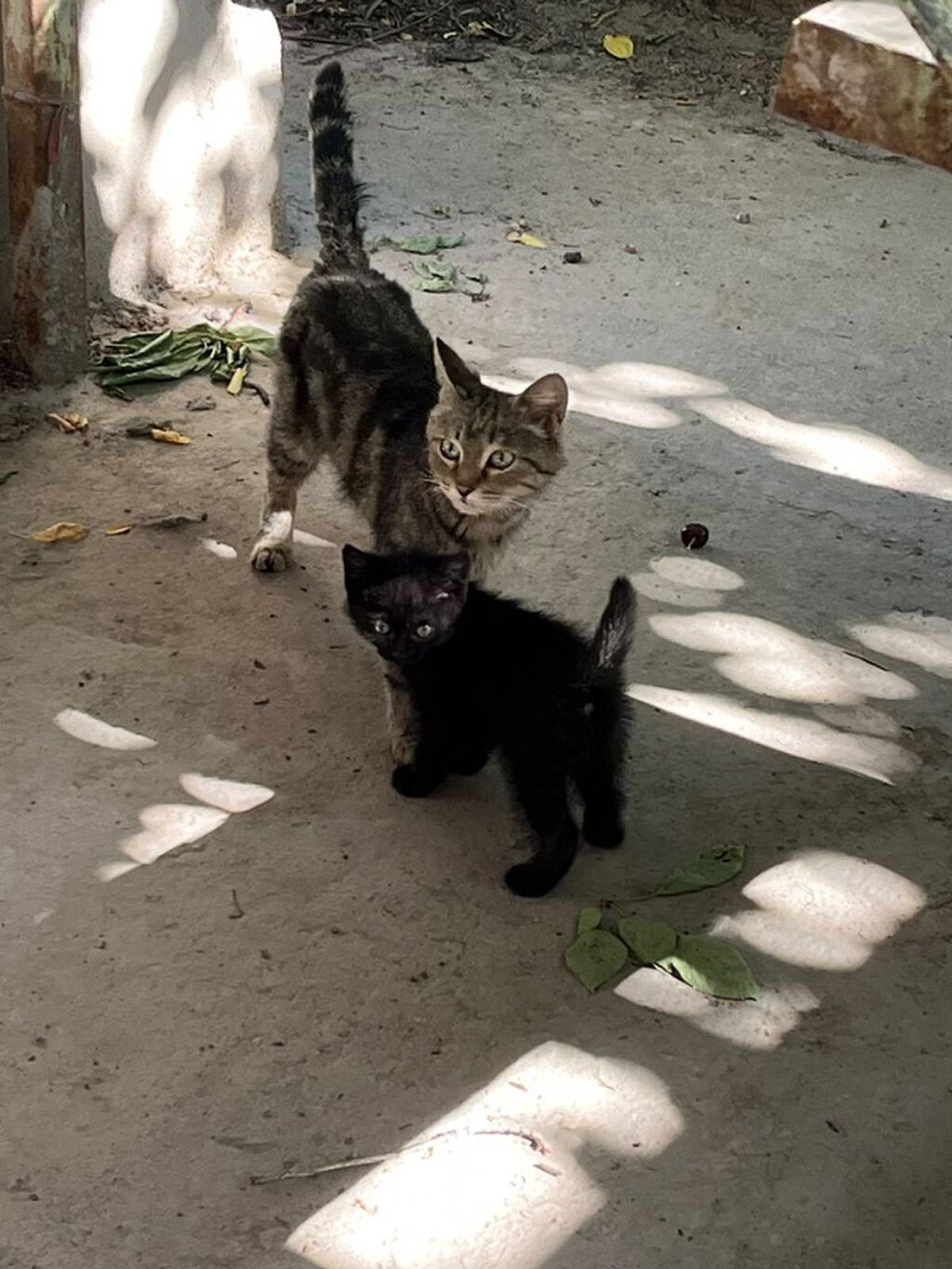 Котята ищут добрые и любящие руки! Отдаем очаровательных котят в: фото 3