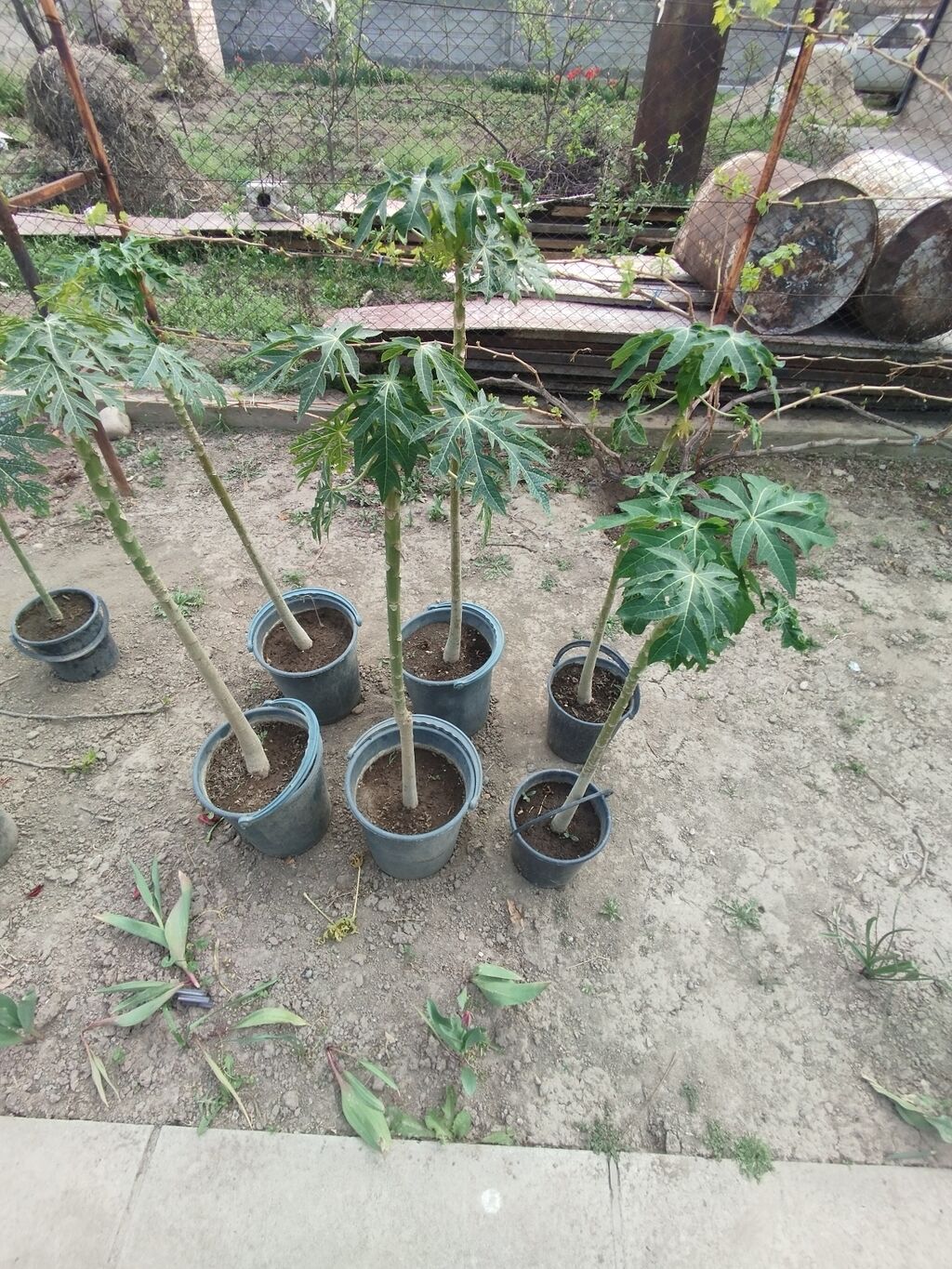Папайя (Carica papaya) в горшках — саженцы для теплицы или зимнего: фото 2