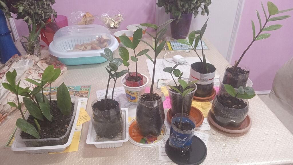 Замиокулькас (долларовое дерево) — укоренённые черенки и молодые