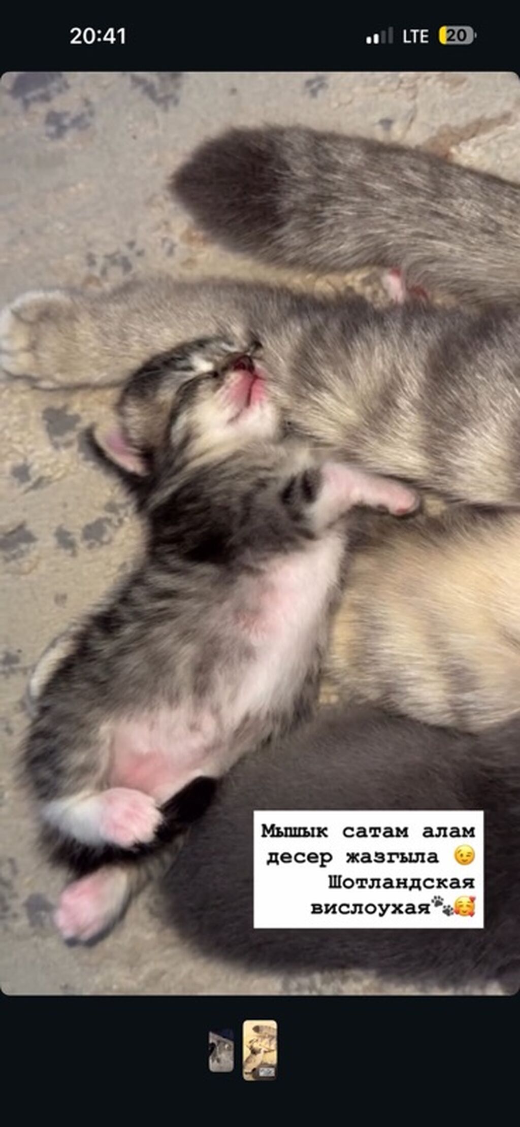 Шотландская вислоухая кошка (Scottish Fold) - Порода: шотландская: фото 5