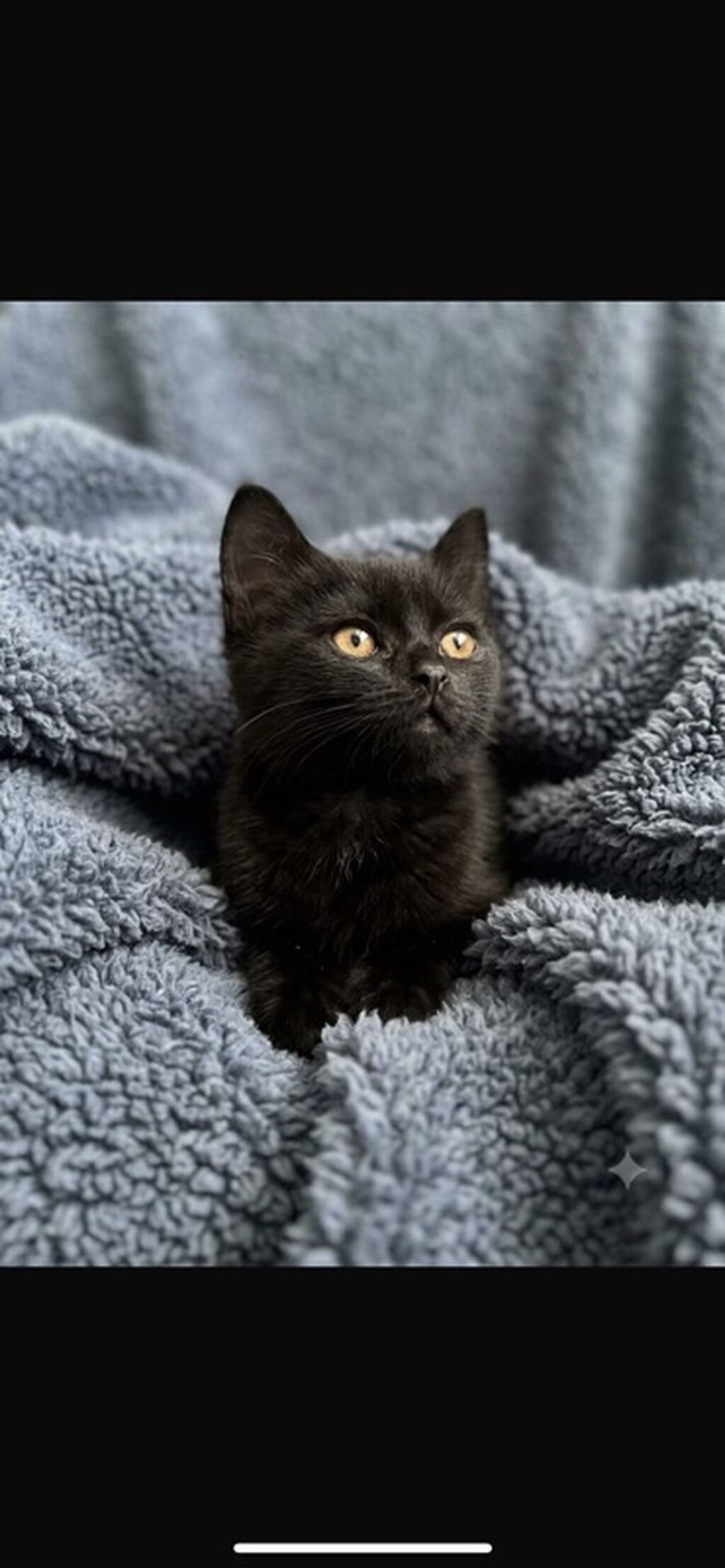 Отдаем котенка в добрые и ответственные руки, смесь с Персидским — фото 2
