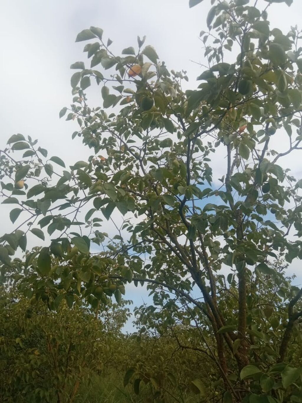 300 sot, Biznes üçün, Mülkiyyətçi, Kupça (Çıxarış)