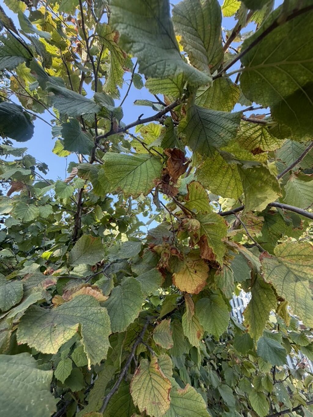 25 sot, Tikinti, Mülkiyyətçi, Kupça (Çıxarış)