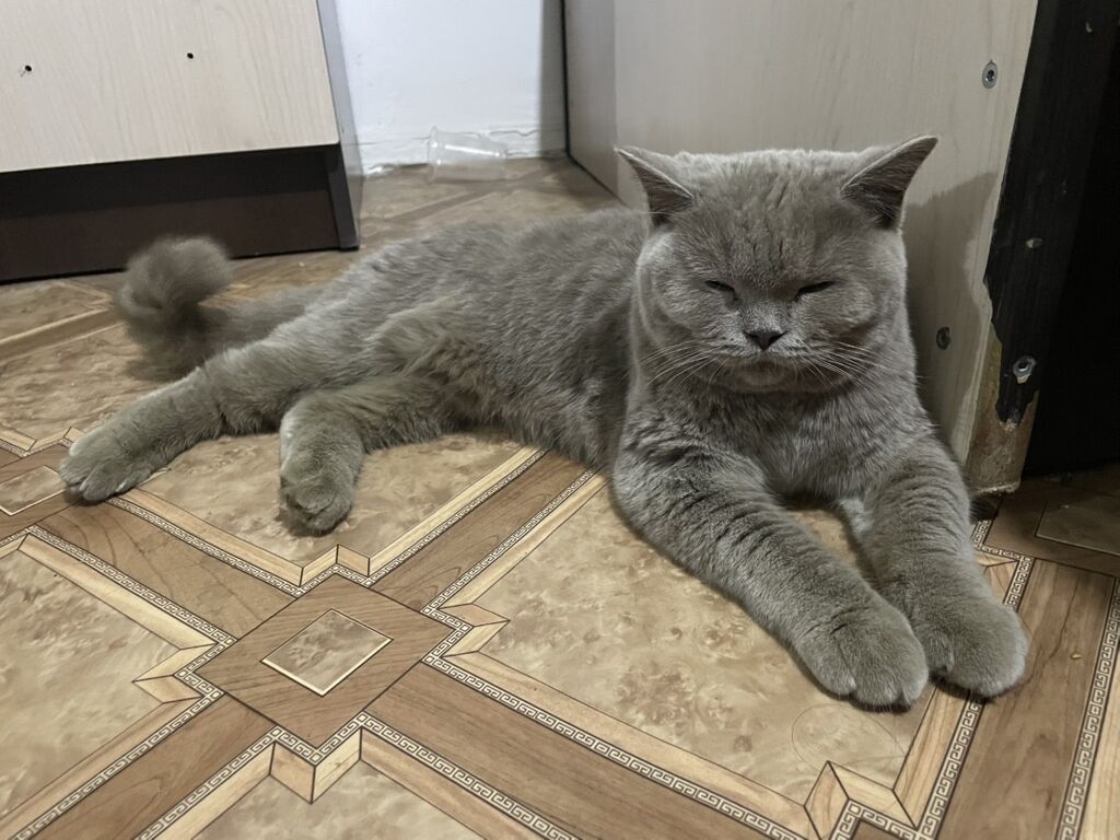 Скотиш Страйт (Шотландская прямоухая), 6 месяцев, Девочка: фото 5