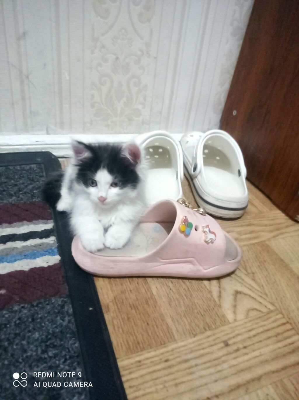 Котёнок пушистик, чёрно-белый окрас (белая мордочка и грудка, тёмная: фото 2