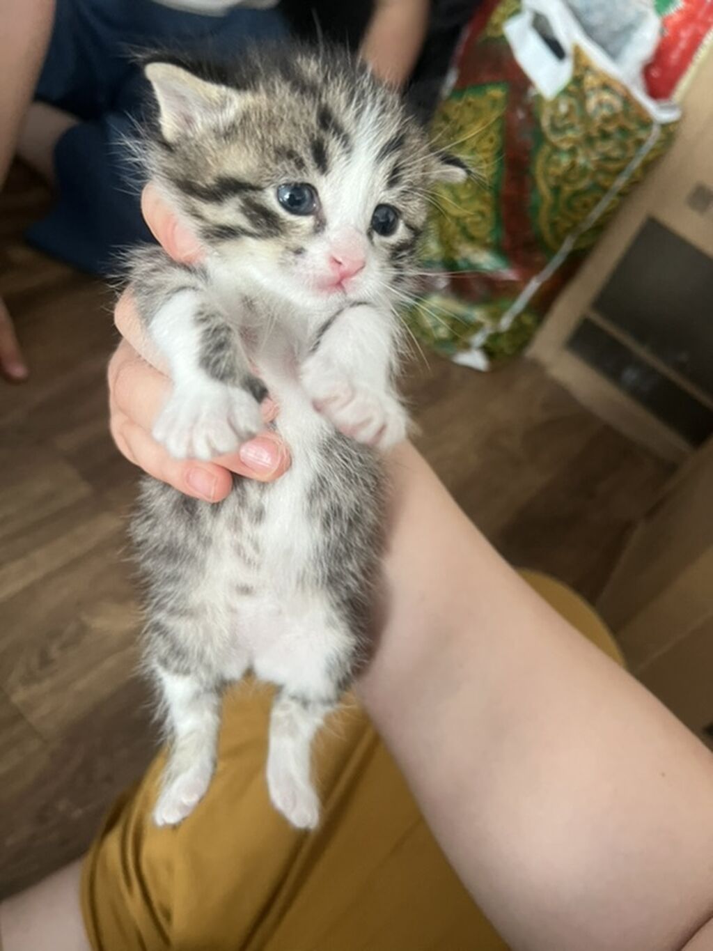 Котята от домашней кошки - Описание: пушистые малыши с голубыми: фото 2