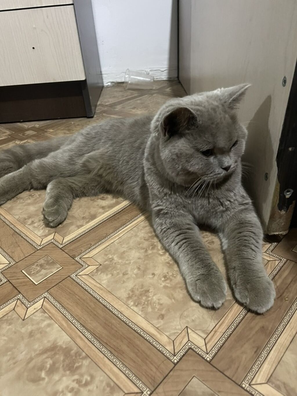 Скотиш Страйт (Шотландская прямоухая), 6 месяцев, Девочка: фото 3