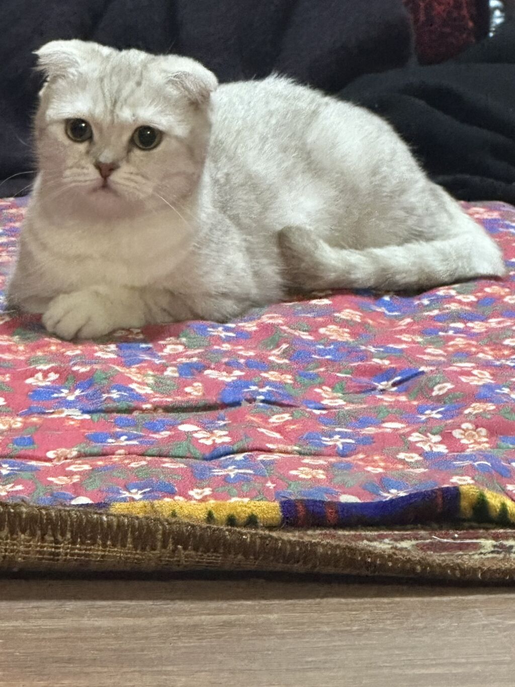 Продается кошка Skotish fold. С привывками: 30000 KGS ᐈ Коты | Бишкек |  60641374 ➤ lalafo.kg