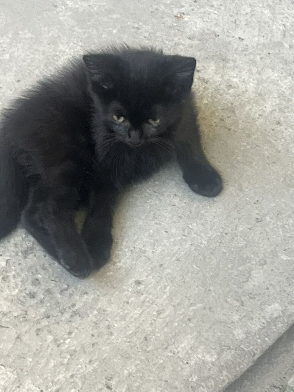 Отдам котят в добрые и заботливые руки! Очаровательные котята: фото 4