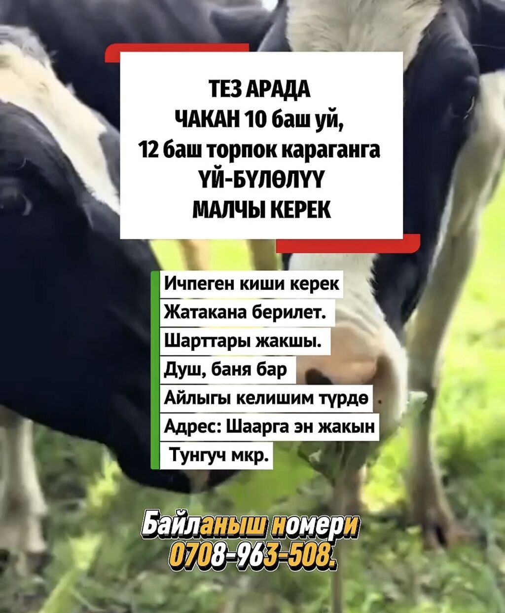 Требуется чабан для стада (10 овец, 12 коз)