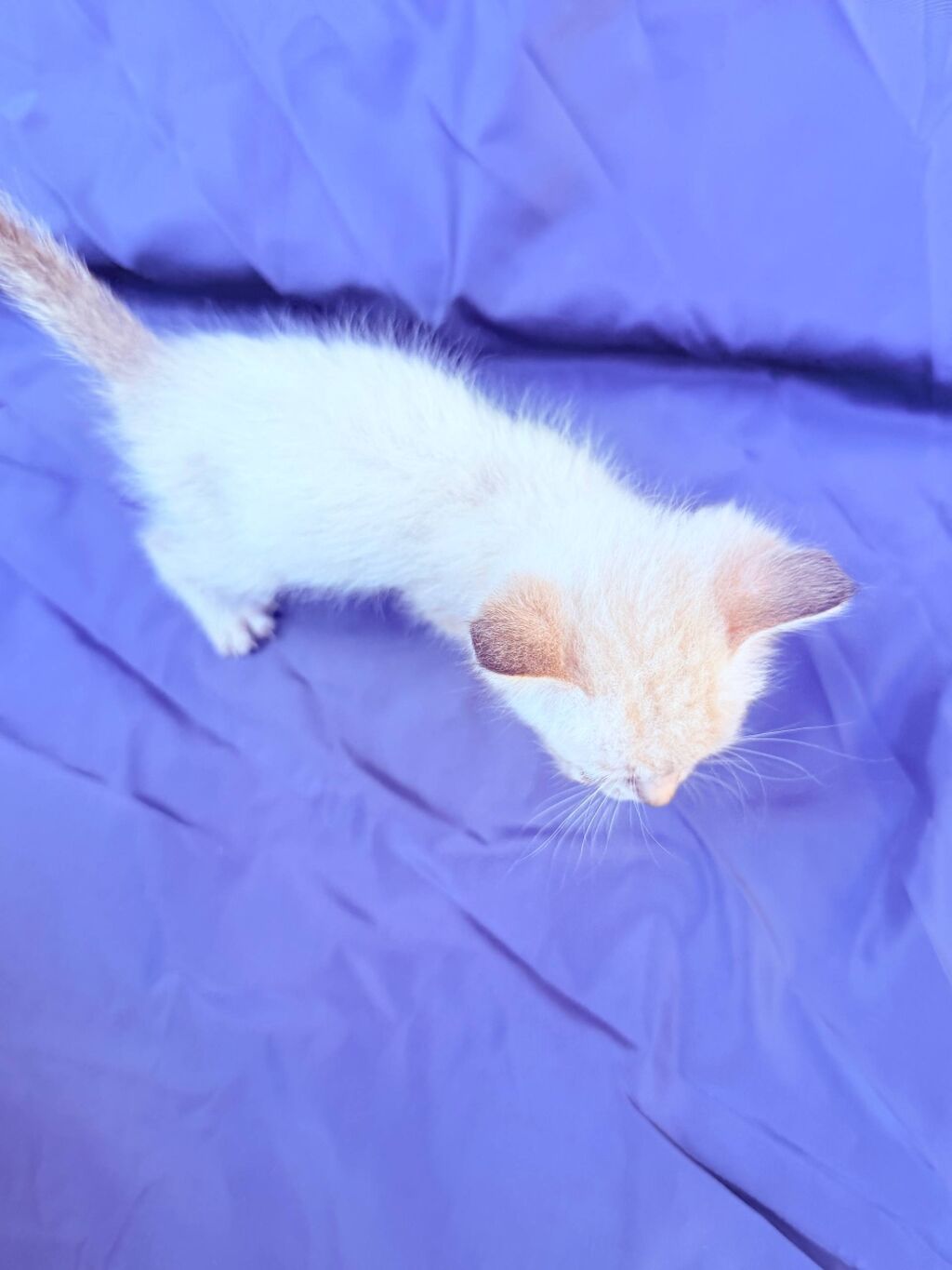 Котёнок с голубыми глазами Описание: - Очень маленький котёнок: фото 8