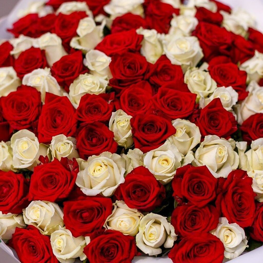 Огромный букет бело красных роз