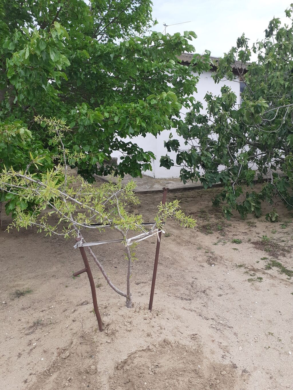 Saray, 90 kv. m, 3 otaqlı, İnternet, Telefon, Artezian quyusu