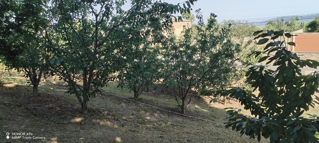 10 sot, Tikinti, Mülkiyyətçi, Kupça (Çıxarış)