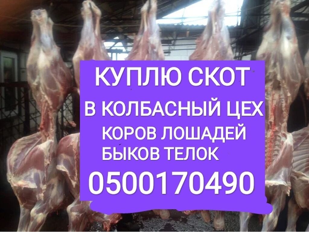 Скупщик скота 6. Скупщик скота 6. Загон для крс. Скупщик скота 6. Скупщик скота 6.