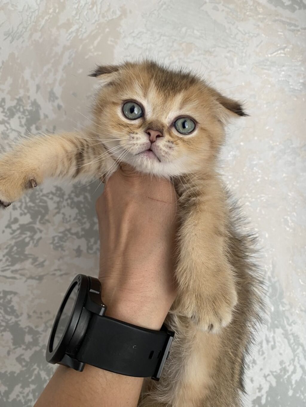 Предлагается к продаже Шотландский вислоухий котёнок (Scottish Fold) — фото 3