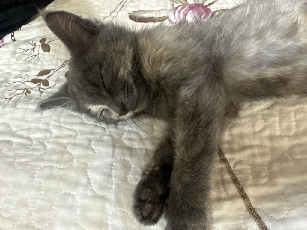 Кошка даром: Беспородная, 3 месяца, Девочка, Приучена к лотку: фото 3
