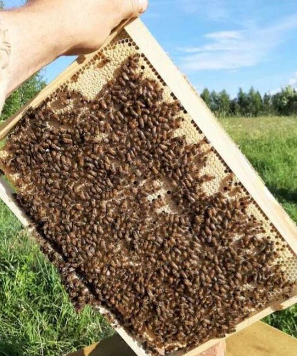 Купить Пчелопакеты Или Пчелосемьи В Воронежской Области