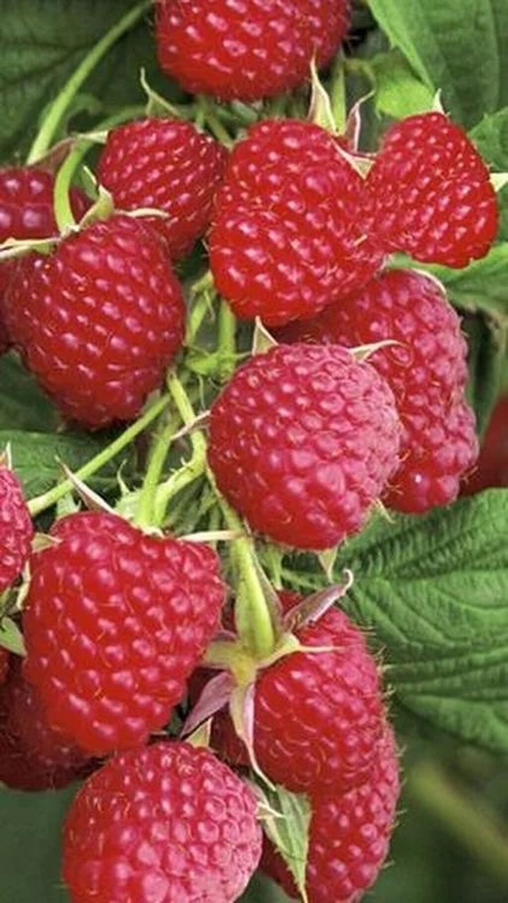 малина геркулес. малинки оригинал. малина фото. малинки оригинал. малинки оригинал.