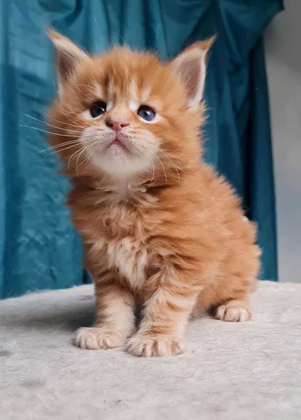 Породистый котёнок мейн-кун, окраса рыжий (red tabby), с пушистой: фото 3